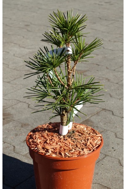 Сціадопітіс мутовчастий Sciadopitys verticillata Контейнер 3 л ↕ Висота: 25–30 см  Діаметр крони: 15–20 см Вік: 5 років